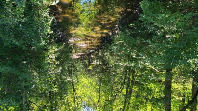 Swallow Cliff 