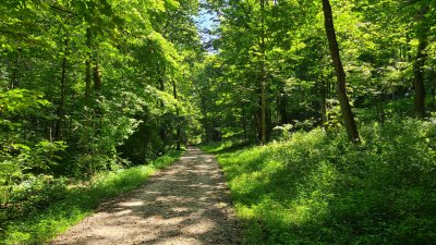 Swallow Cliff 
