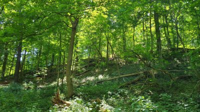 Swallow Cliff 