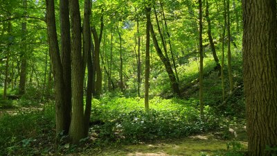 Swallow Cliff 