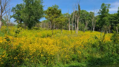 Swallow Cliff 