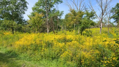 Swallow Cliff 