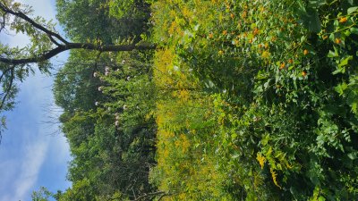 Swallow Cliff 
