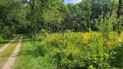 Swallow Cliff 