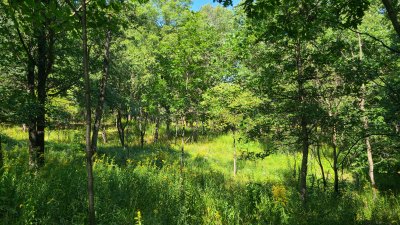 Swallow Cliff 
