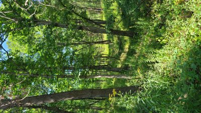 Swallow Cliff 
