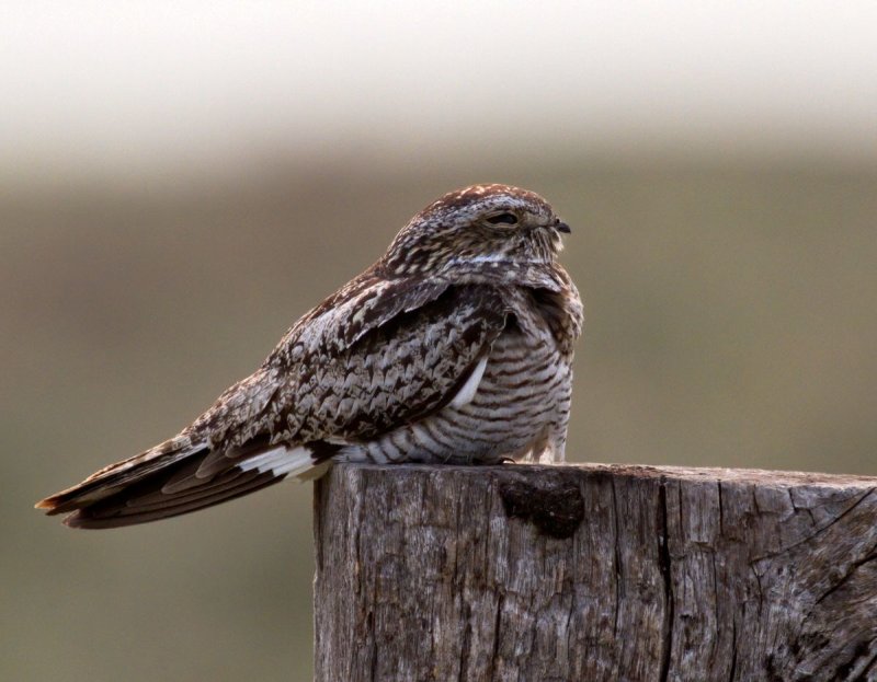 Common Nighthawk