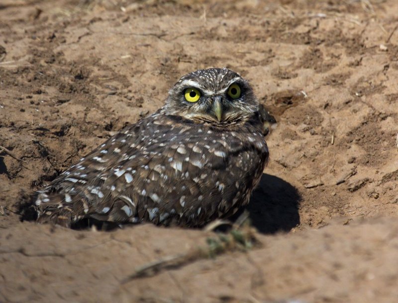Burrowing Owl