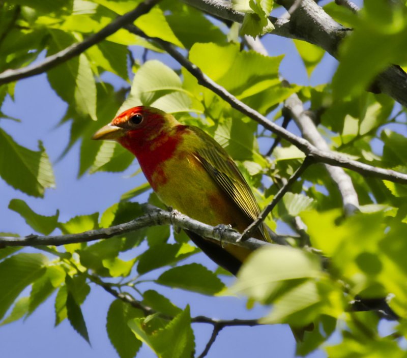 Summer Tanager