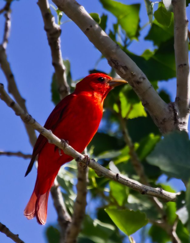 Summer Tanager