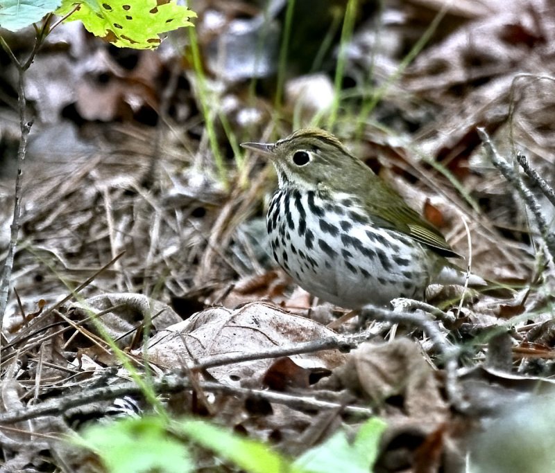 Ovenbird