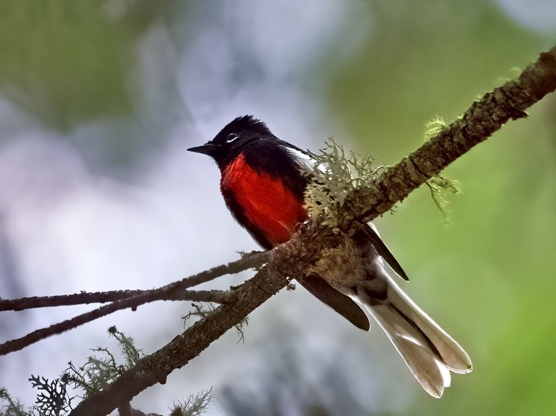 Painted Redstart