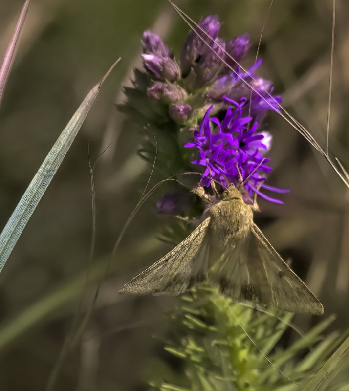 Corn Earworm Moth