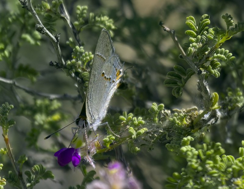 Gray Hairstreak