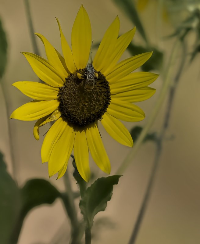 Sunflower Longhorn Bee