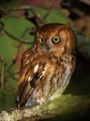 Eastern Screech-Owl (red phase)