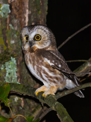 Northern Saw-Whet Owl