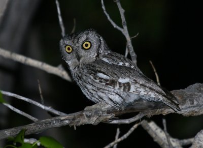 Western Screech-Owl