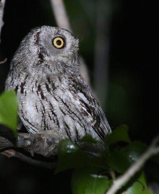 Western Screech-Owl