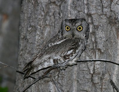 Western Screech-Owl