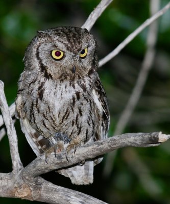 Western Screech-Owl