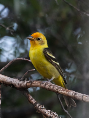 Western Tanager
