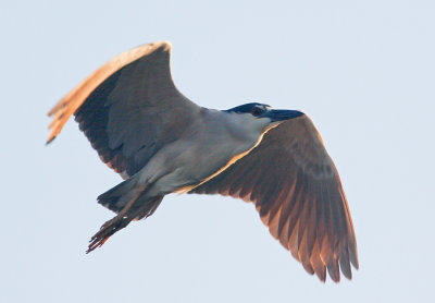 Black-crowned Night-Heron