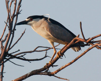 Black-crowned Night-Heron
