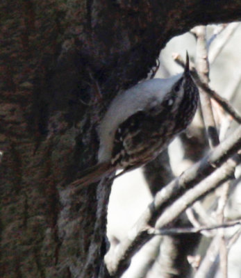 Creepers - Brown Creeper