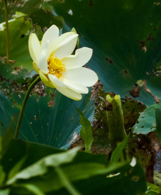 American Lotus