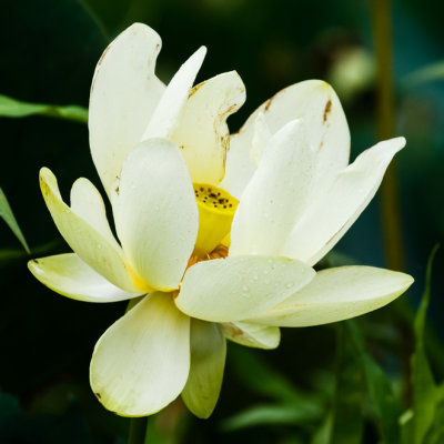 American Lotus