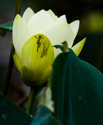 American Lotus