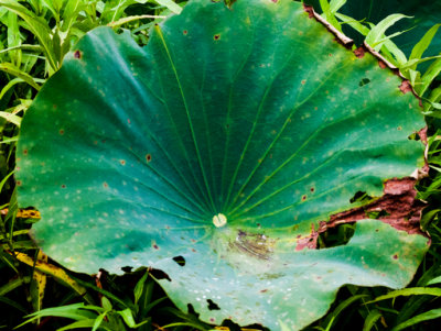 Aquatic Flowering Plants