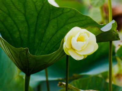 American Lotus