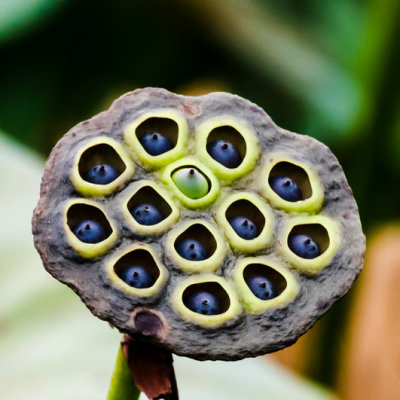 American Lotus