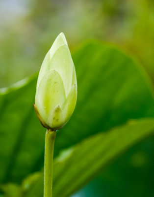 American Lotus