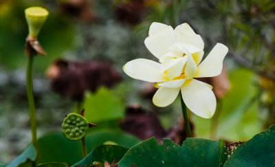 American Lotus