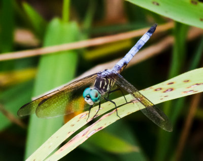Blue Dasher