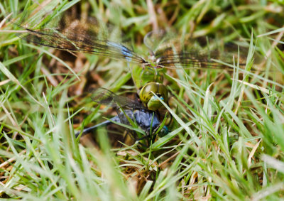 Common Green Darner