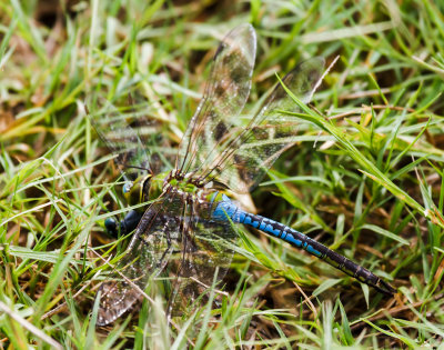 Common Green Darner