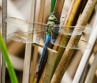 Common Green Darner