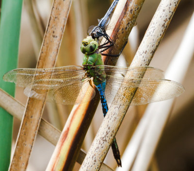Common Green Darner
