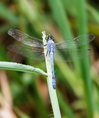 Eastern Pondhawk