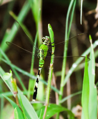 Eastern Pondhawk