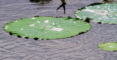 Fragrant Water Lily
