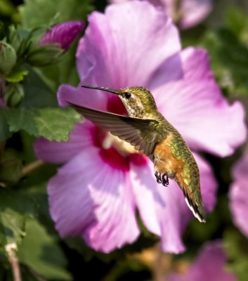 Rufous Hummingbird