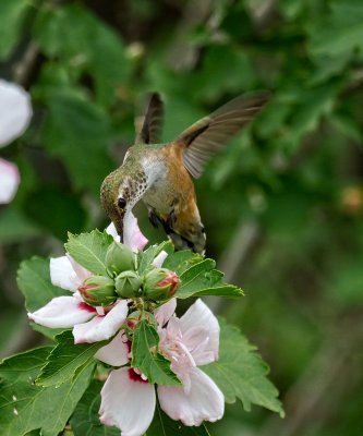Rufous Hummingbird