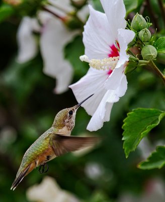Rufous Hummingbird