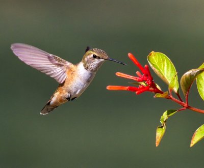 Calliope Hummingbird