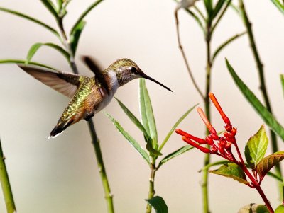 Calliope Hummingbird